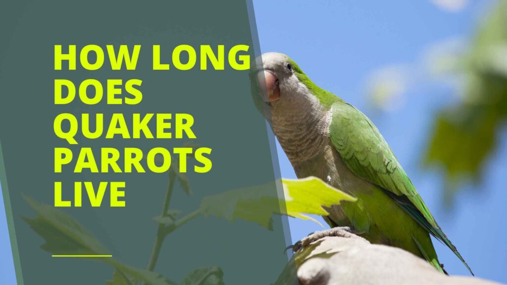 How Long Does Quaker Parrots Live