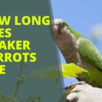 How Long Does Quaker Parrots Live