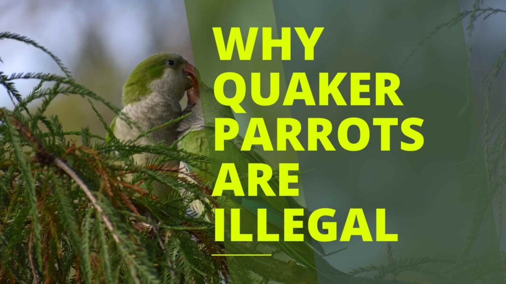 Why Quaker Parrots are Illegal