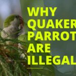 Why Quaker Parrots are Illegal