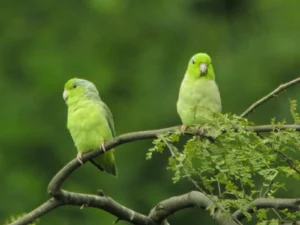 parrotlets Parrot​