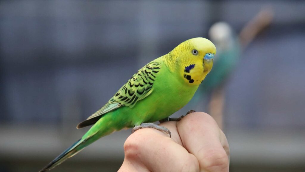 Are Budgies Good Pets