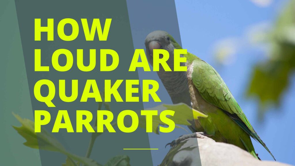 How Loud are Quaker Parrots