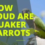 How Loud are Quaker Parrots