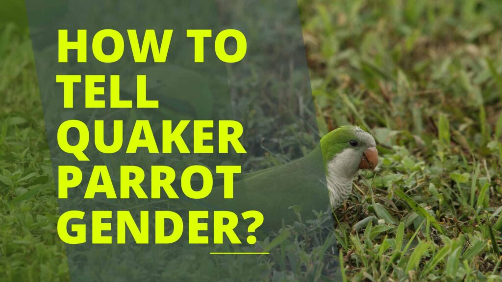 How to Tell Quaker Parrot Gender?