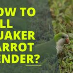 How to Tell Quaker Parrot Gender?