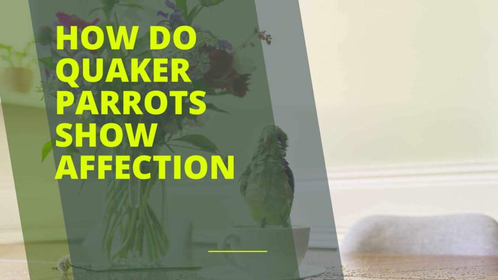 How Do Quaker Parrots Show Affection