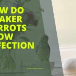 How Do Quaker Parrots Show Affection