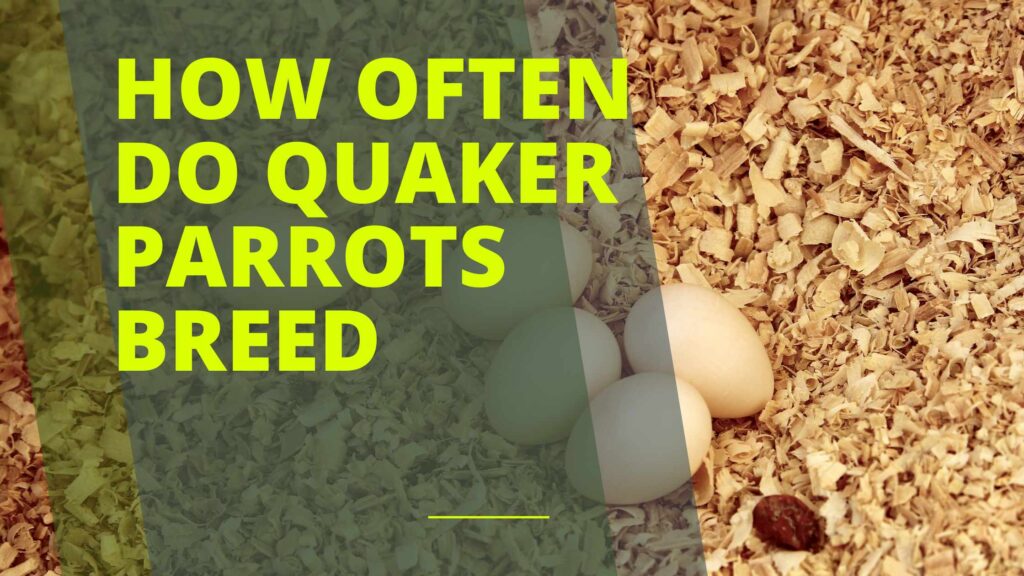 How Often Do Quaker Parrots Breed