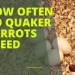 How Often Do Quaker Parrots Breed