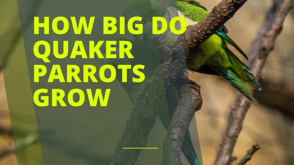 How Big Do Quaker Parrots Grow