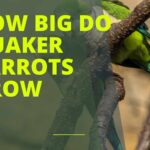 How Big Do Quaker Parrots Grow