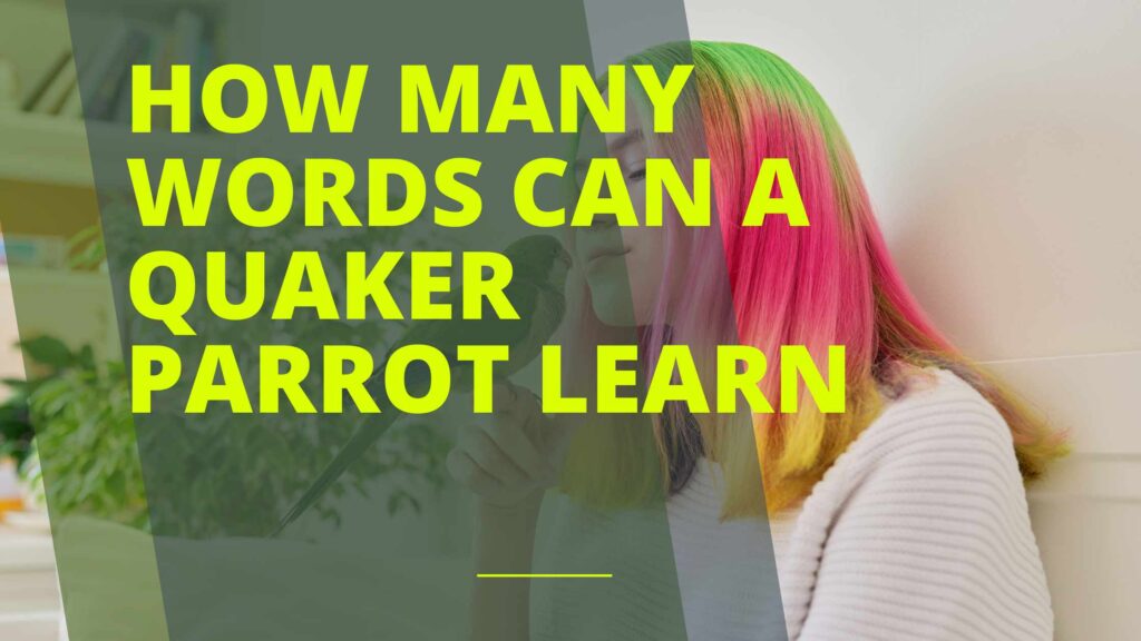 How Many Words Can a Quaker Parrot Learn