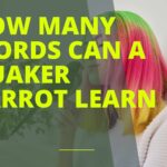 How Many Words Can a Quaker Parrot Learn