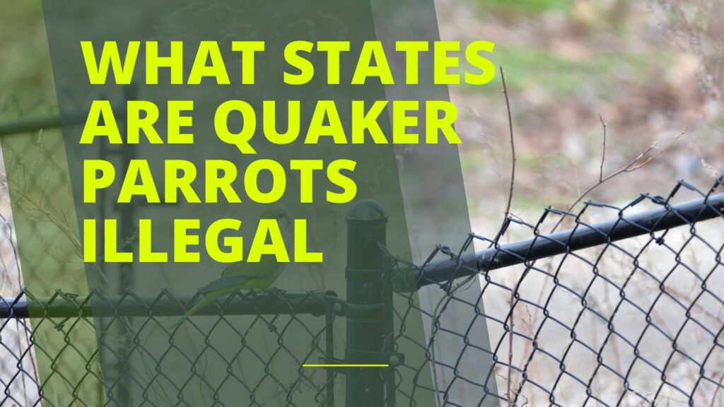 What States are Quaker Parrots Illegal