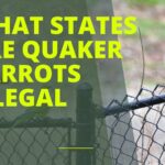 What States are Quaker Parrots Illegal