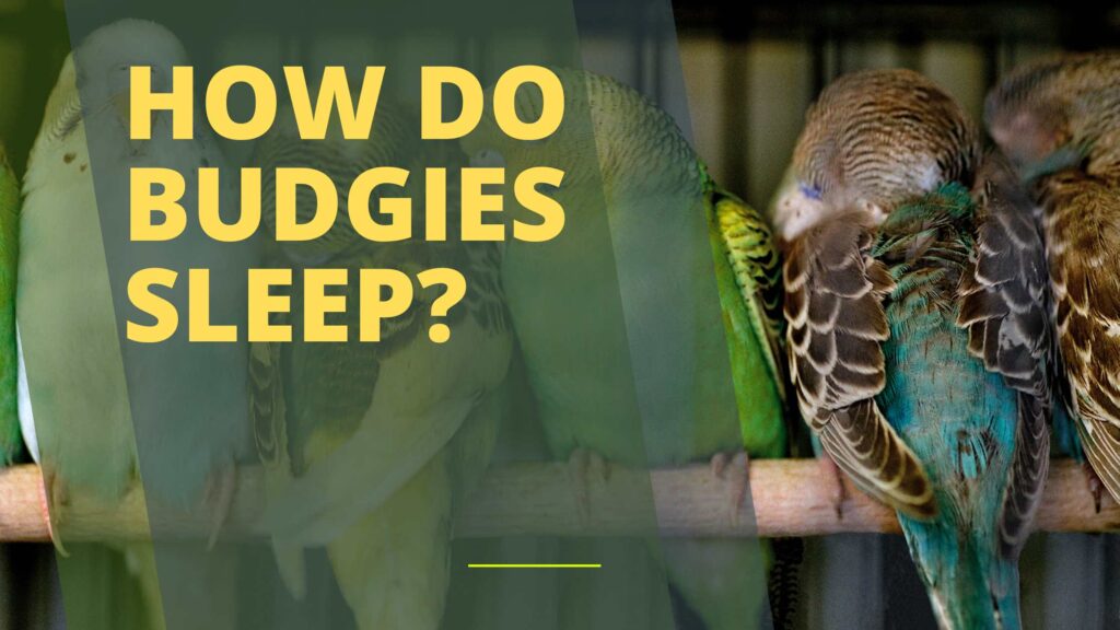 How Do Budgies Sleep