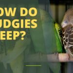 How Do Budgies Sleep