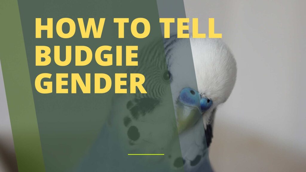 How to Tell Budgie Gender?