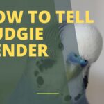 How to Tell Budgie Gender?