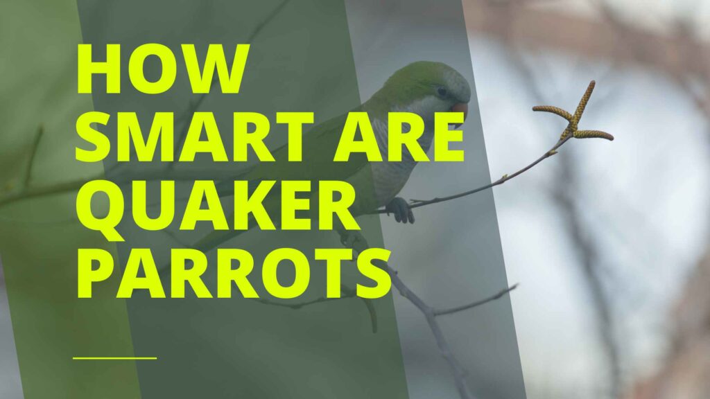 How Smart are Quaker Parrots