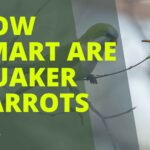 How Smart are Quaker Parrots