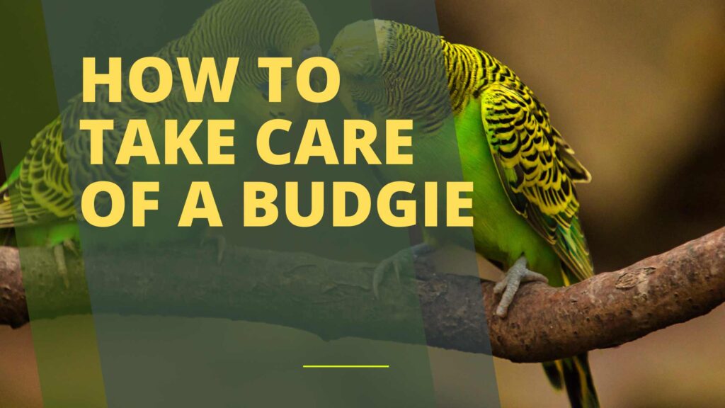 How to Take Care of a Budgie