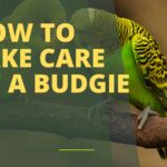 How to Take Care of a Budgie