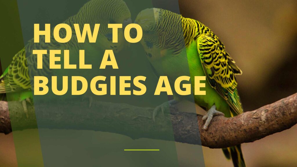 How to Tell a Budgies Age