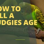 How to Tell a Budgies Age