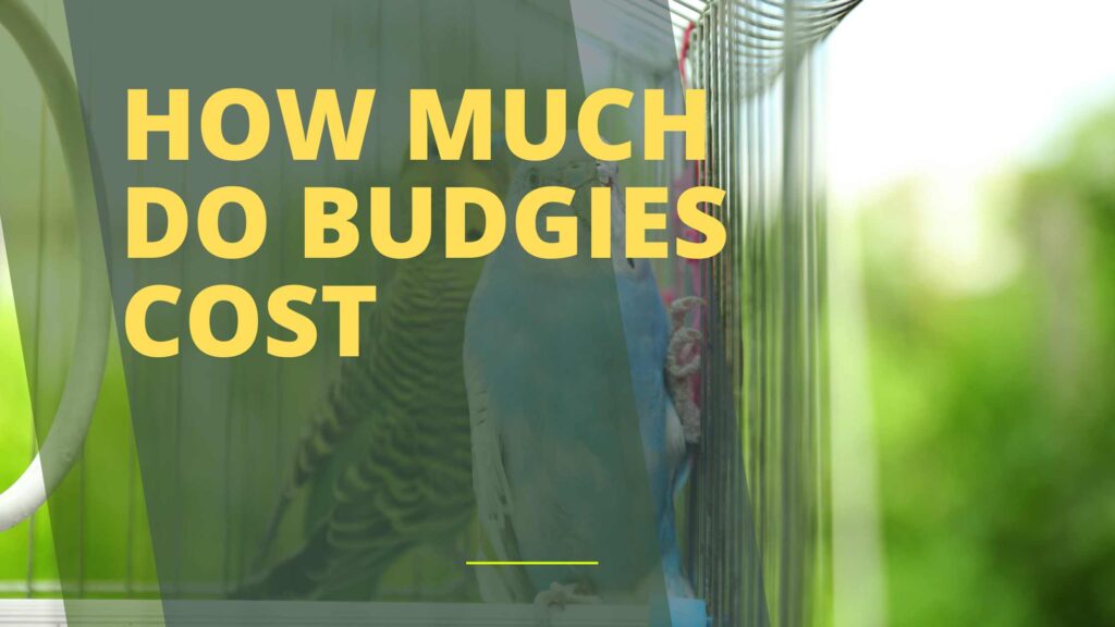 How Much Do Budgies Cost