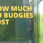 How Much Do Budgies Cost