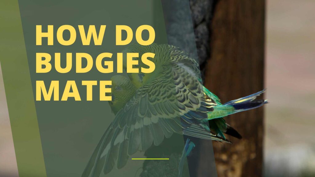 How Do Budgies Mate