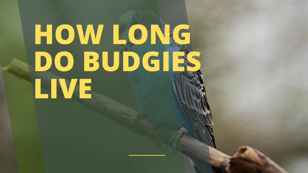 How Long Do Budgies Live