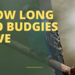 How Long Do Budgies Live