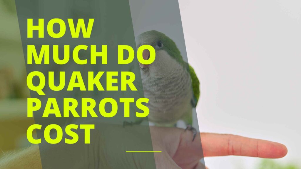 How Much Do Quaker Parrots Cost