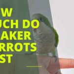 How Much Do Quaker Parrots Cost