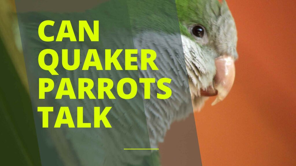 Can Quaker Parrots Talk