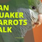 Can Quaker Parrots Talk