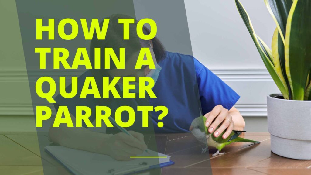 How to Train a Quaker Parrot