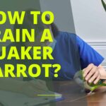 How to Train a Quaker Parrot