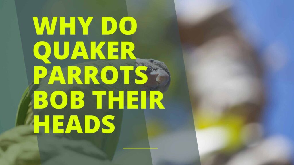 Why Do Quaker Parrots Bob Their Heads?