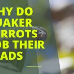 Why Do Quaker Parrots Bob Their Heads?