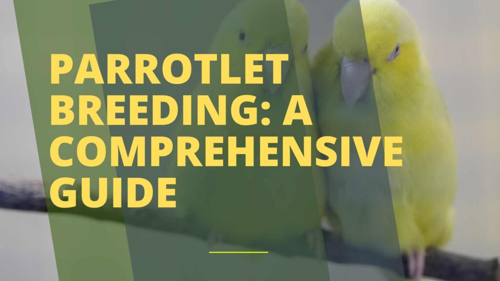 Parrotlet Breeding