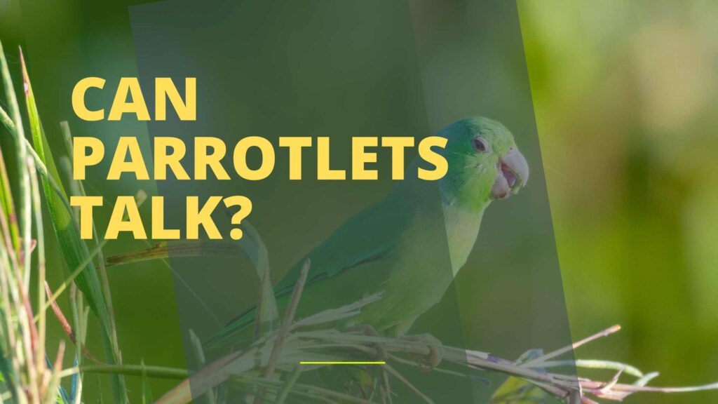 Can Parrotlets Talk?