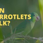 Can Parrotlets Talk?