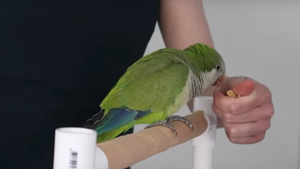 How to Train a Quaker Parrot?