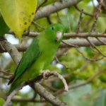 parrotlets Parrot​