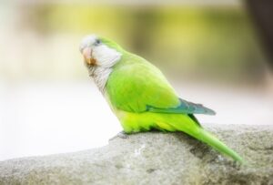 How Long Does Quaker Parrots Live