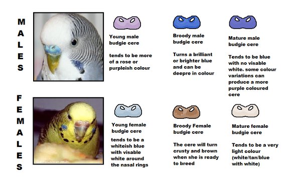 How to Tell Budgie Gender  